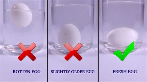 Egg Float Test Tell If Your ‘expired Eggs Are Still Good To Eat Egg Float Test Fresh Eggs Eggs