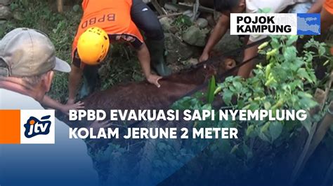 Bpbd Evakuasi Sapi Nyemplung Kolam Jerune Meter Pojok Kampung Jtv