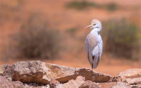 Imam Turki Bin Abdullah Royal Nature Reserve Saudipedia