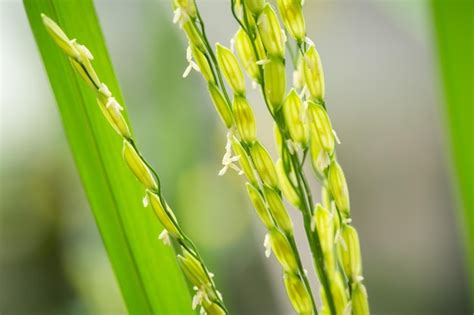 Flores de arroz tallo de arroz jazmín tailandés flor de arroz