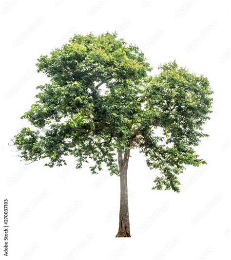 The Tree That Is Completely Separated From The Background With The