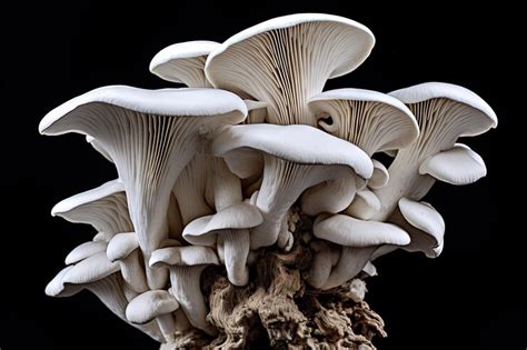 Premium Ai Image High Contrast Photo Of Pleurotus Ostreatus The Pearl