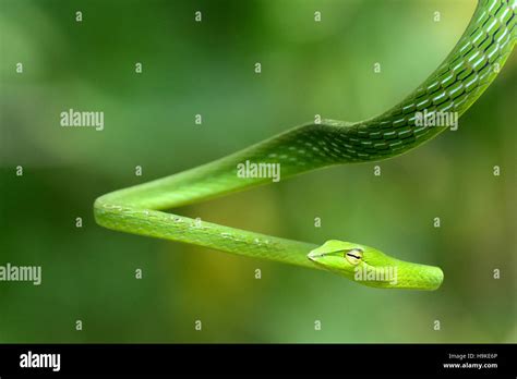 Green Vine Snake Stock Photo - Alamy