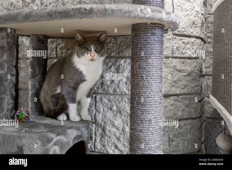 Cat with one eye portrait in animal shelter Stock Photo - Alamy