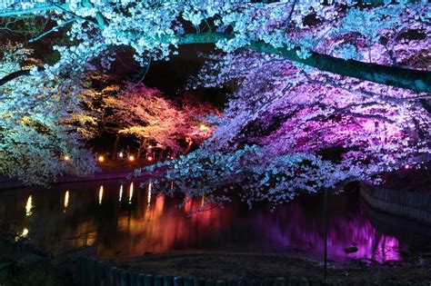 『衝撃的でもあった幻想的な夜桜ライトアップ♪ 東海市大池公園の昼から夜まで』豊明・大府愛知県の旅行記・ブログ By みちるさん【フォートラベル】