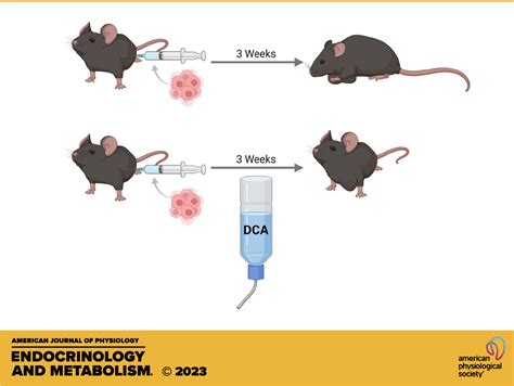 Dichloroacetate As A Novel Pharmaceutical Treatment For Cancer Related