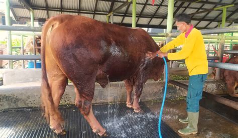 mengungkap mitos  fakta tentang memandikan sapi setiap hari
