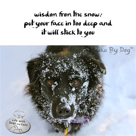 Haiku by Dog: 12 Haiku Written By Dogs, Inspired By Snow - Life with Dogs and Cats : Life with ...