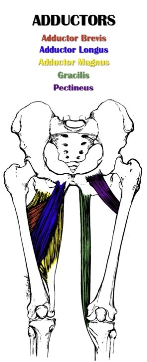 Bodyquirk Of The Month Groin Strain Bodyquirks