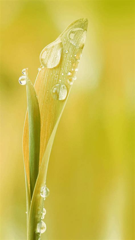 Hoja Gotas Naturaleza Agua Gotas De Agua Fondo De Pantalla De