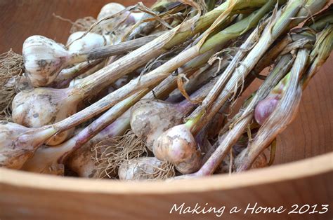 Making A Home: braiding garlic