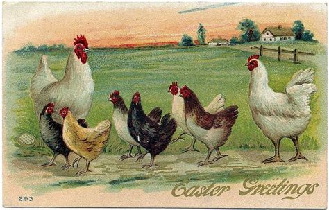 Chickens Crossing The Road Sunrise Farm Chickens Postcard