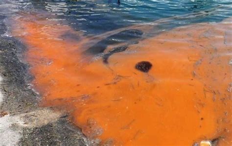 Red Tide - Red tide phenomenon closes Florida beaches | FOR YOU AND ME