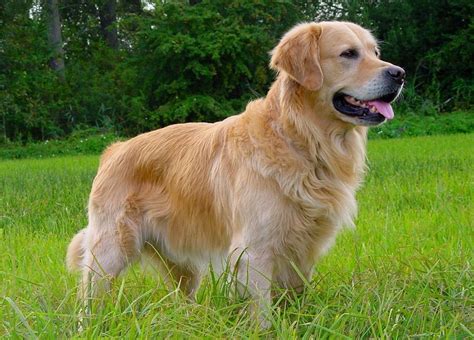 Le Golden Retriever Fiche Santé Aquivet Clinique Vétérinaire