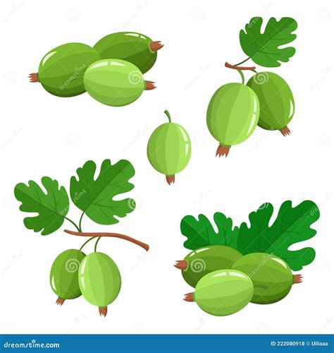 Set Of Cartoon Juicy Gooseberry With Green Leaves Isolated On White