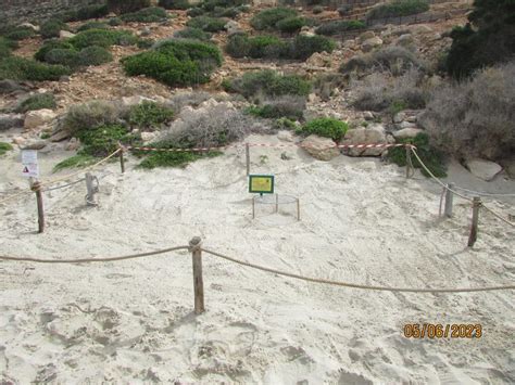 Isola Dei Conigli Lampedusa Prima Nidificazione Della Tartaruga Marina