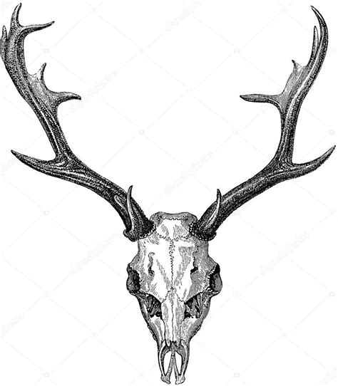 Vintage Deer Head Illustration