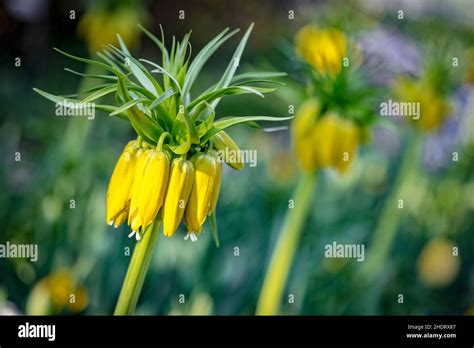 imperial crown, imperial crowns Stock Photo - Alamy