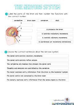 The Nervous System Language English Grade Level School Subject