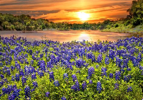 Bluebonnet Sunset Photograph by Lynn Bauer