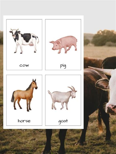 Farm Animals Flashcards For Kids - Out To Be