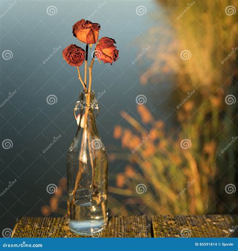 Verwelkte Rosen In Der Flasche Stockfoto Bild Von Sonnenuntergang