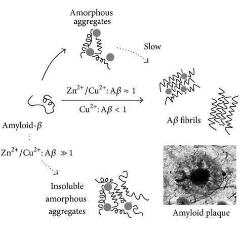 Modulation Of Amyloid β Aggregation By Cu²⁺ And Zn²⁺ Binding Aβ