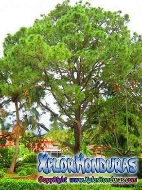 Arbol Nacional de Honduras - Pino Oocarpa, Ocote, Pinabete ...