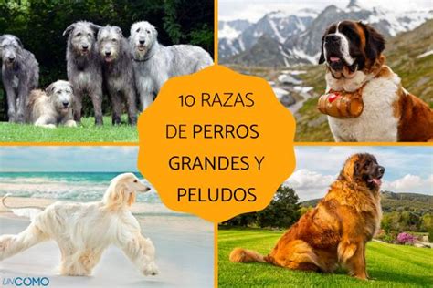 agujero Plisado Canciones infantiles razas de perros mas populares en ...