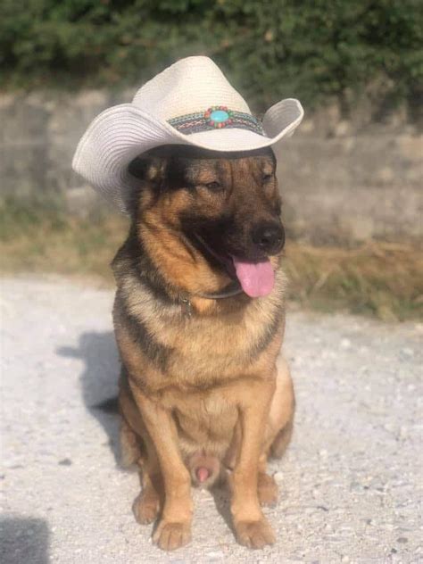 Marley Il Cane Cieco Della Protezione Civile Ospite A Montecitorio