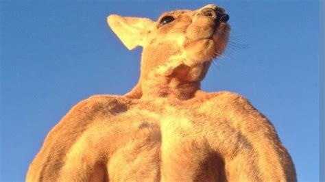 200-pound ripped kangaroo crushes metal | CNN