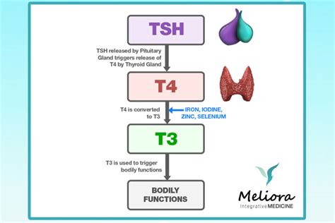 Thyroid Hormone Replacement Therapy | Meliora