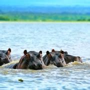 Lake Nakuru National Park Tagesausflug Von Nairobi Aus Getyourguide