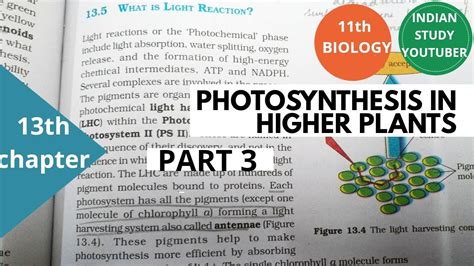 NCERT Class 11th Biology Chapter 13th Photosynthesis In Higher Plants