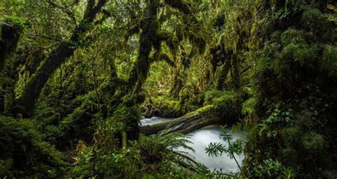 Bosques y selvas más grandes del mundo para visitar