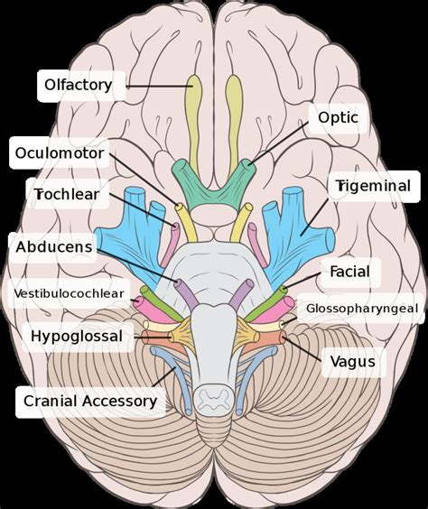 Trochlear Nerve Alchetron The Free Social Encyclopedia