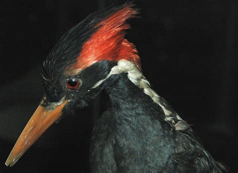 The Extinct Ivory Billed Woodpecker Not Extinct After All Urban