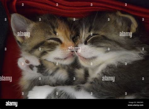 Two Adorable Kittens Hugging Each Other During A Nap Sweet Feline Love