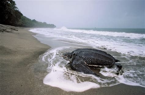 Puerto España Observación De La Migración De Tortugas En La Playa De Matura Getyourguide