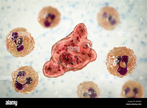 Naegleria Fowleri Trophozoite