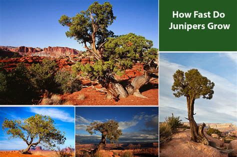 How Fast Do Junipers Grow Embracegardening