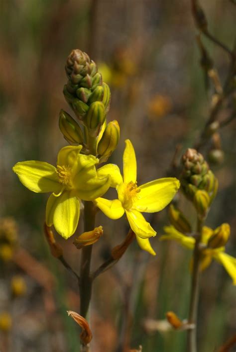 Bulbine Bulbosa Asphodelaceae Image 185036 At PhytoImages Siu Edu