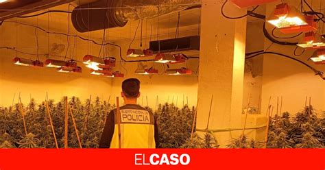 L Enxampen Cuidant Un Cultiu De Marihuana I Passa Per Damunt De Dos