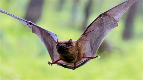 Understanding bat hibernation may be key to their survival - Earth.com