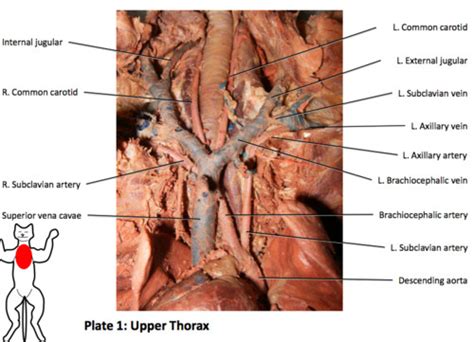 Cat Arteries And Veins Hot Sex Picture