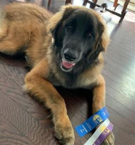 Veterinarian In Concord, NC | Cabarrus Spay & Neuter Clinic