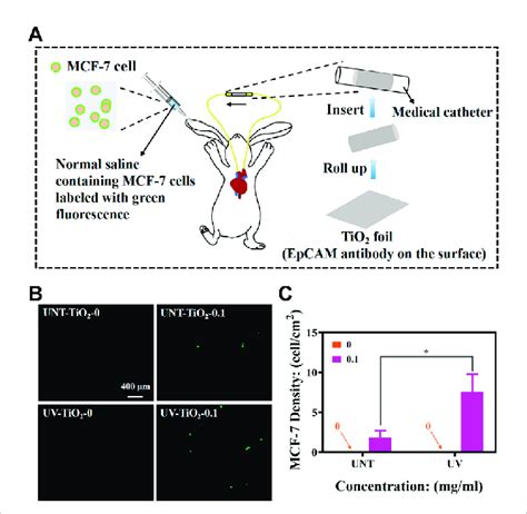 A Schematic Diagram Of In Vivo Mcf 7 Cell Capture Using New Zealand Download Scientific