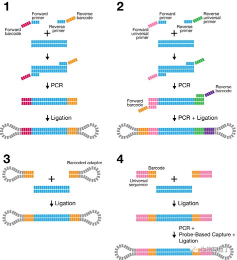 如何拆分pacbio的数据 pacbio测序数据去除接头 CSDN博客