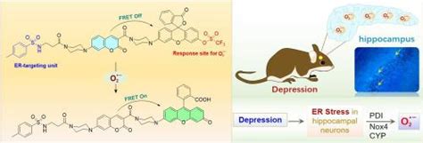 基于 Fret 和 Er 靶向荧光探针，用于追踪抑郁小鼠海马中的超氧阴离子 O2•−talanta X Mol