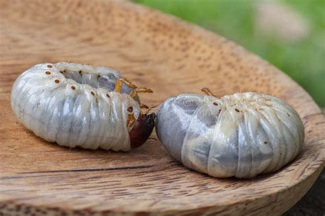 Rhynchophorus Ferrugineus Larvae Food Stock Photo Image Of Fresh